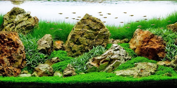 Understanding Iwagumi Aquascaping Style  The Aquarium Guide