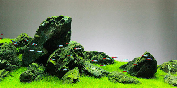 Understanding Iwagumi Aquascaping Style  The Aquarium Guide