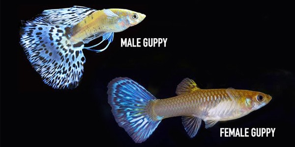 Can I Keep Two Female Guppies Together?