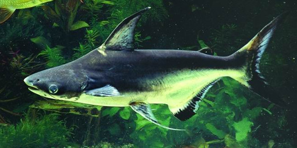How do you care for a Pangasius catfish?