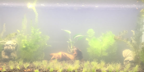 What causes cloudy water in freshwater aquariums?