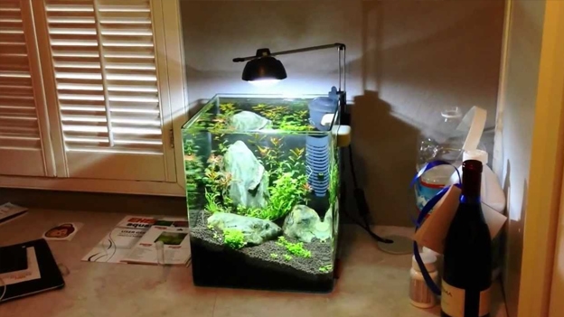 The Best Nano Tank Setups The Aquarium Guide