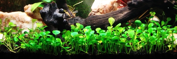 Aquarium Plant Identification Chart