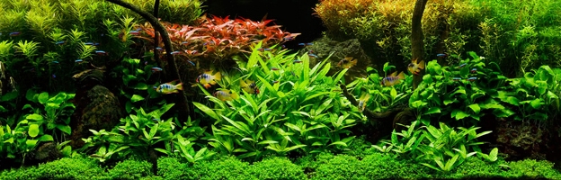 Seachem Planted Aquarium Dosing Chart