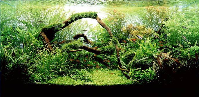 Very Simple Suggestions To Ensure Well-Staying Of This Fish 3