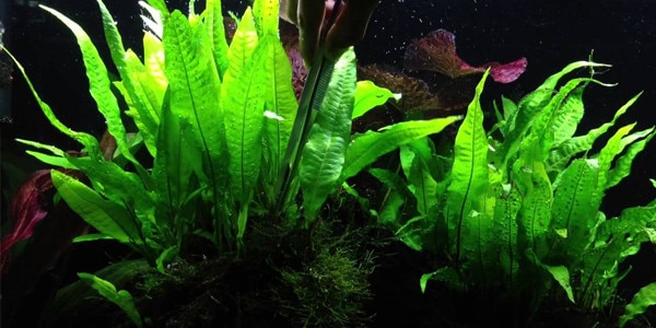 5 Best Low Light Aquarium Plants | The Aquarium Guide