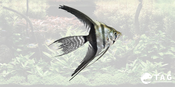 Freshwater Angelfish - Veil Angelfish