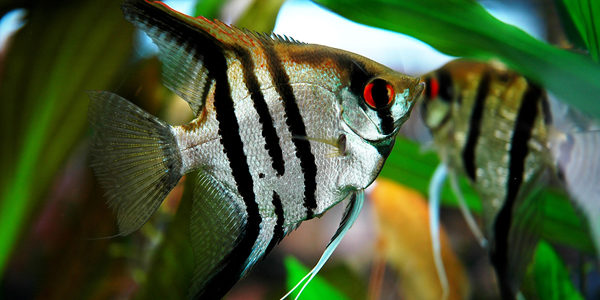 Freshwater angelfish - zebra angelfish