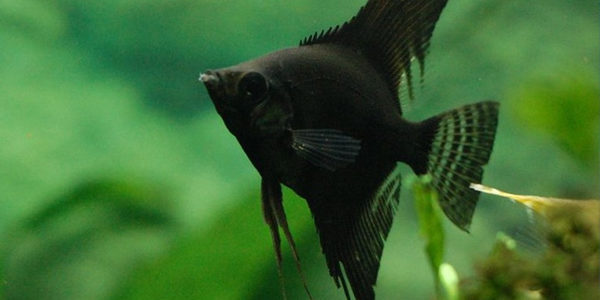 freshwater angelfish - black lace angelfish