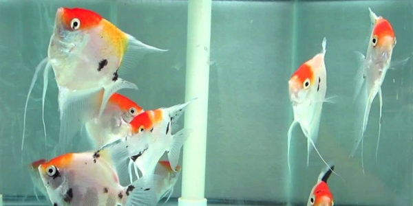freshwater angelfish - koi angelfish