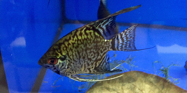 freshwater angelfish - leopard angelfish