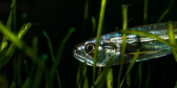 top 10 aggressive aquarium fish