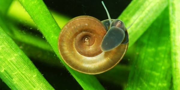 best snails for freshwater tank