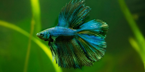 Betta Fish Species Chart