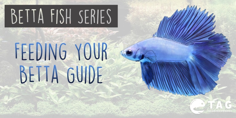 Betta Fish Series - Betta Fish Food Guide