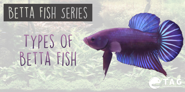 Betta Fish Species Chart