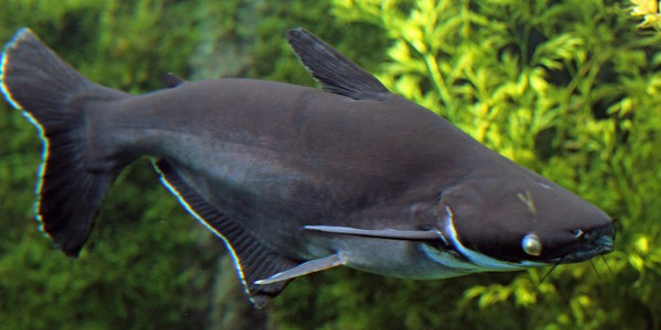 freshwater shark catfish