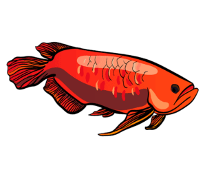 Arowana