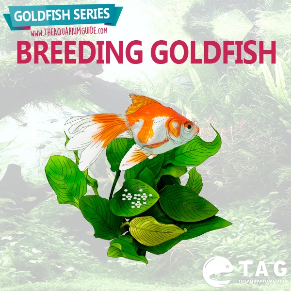 goldfish breeding tank