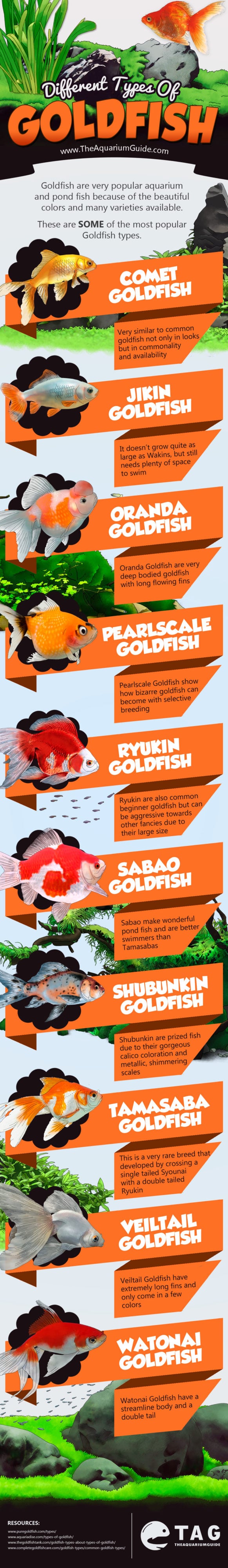 Types of Goldfish