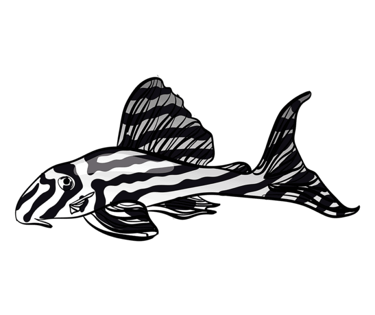 Zebra Pleco fish guide The Aquarium Guide