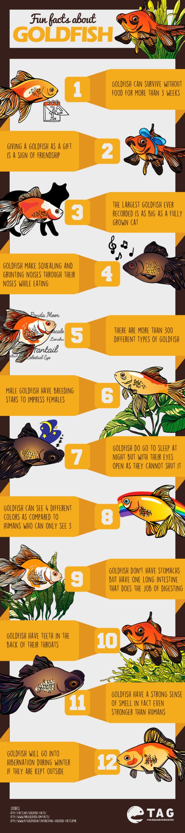 Fun Facts About Goldfish