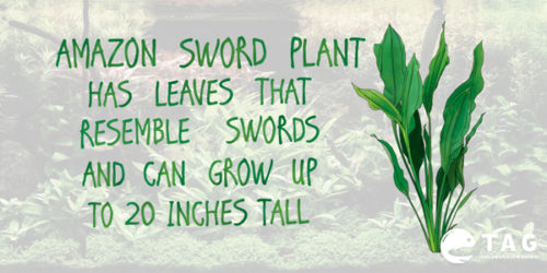 Amazon Sword