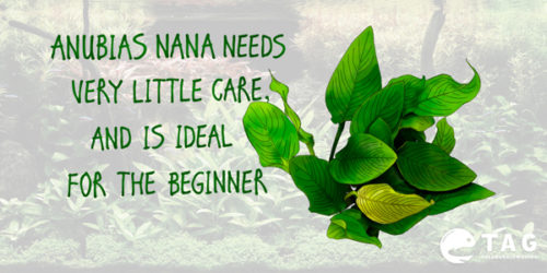 to avoid algae development on the leaves