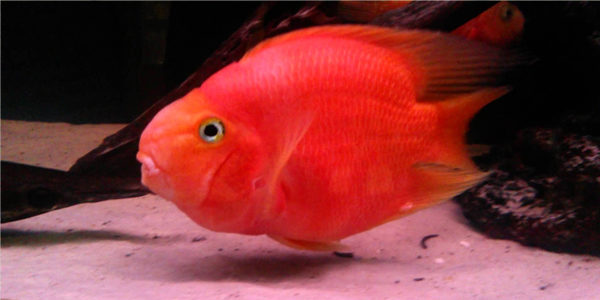 Blood Red Parrot Cichlid Care Guide 
