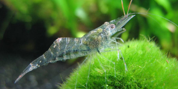 Ghost Shrimp Care | The Aquarium Guide