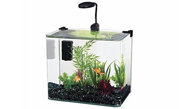 fish for small tanks