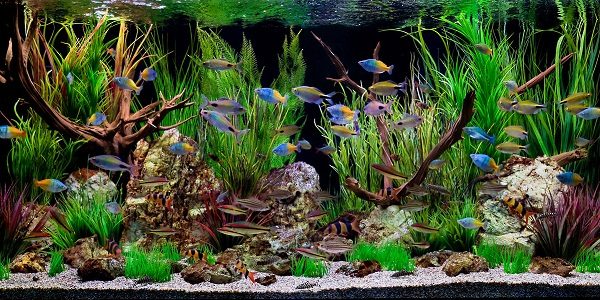 freshwater for fish tank