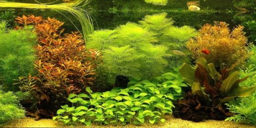 aquarium plants