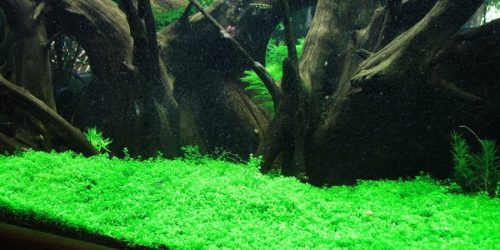 Carpet in Your Planted Tank