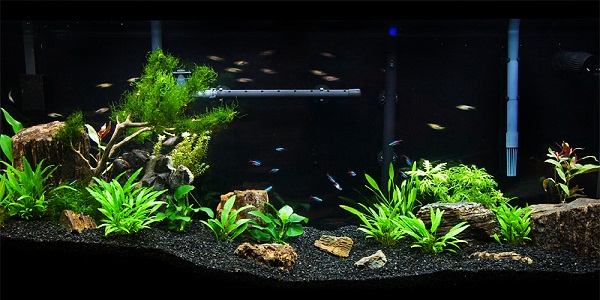 Low Tech Planted Tank Guide The Aquarium Guide,Whats The Best Gin