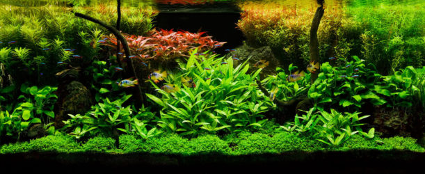 live aquarium plants