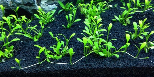 Best Substrate For Planted Tank The Aquarium Guide,When Are Strawberries In Season In Ohio