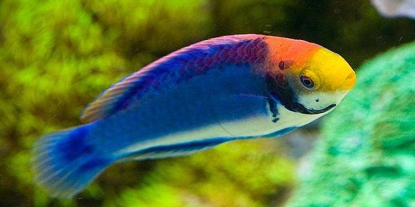 ideal fish for small tank