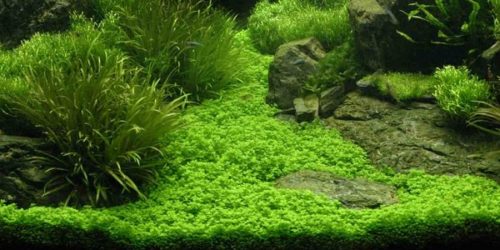 Staurogyne Repens Carpet