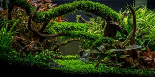 Planted Tank