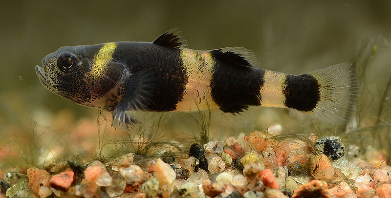 Bumblebee Goby: The Ultimate Guide 