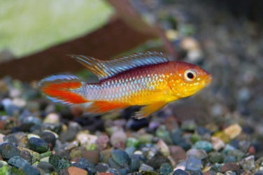 Apistogramma
