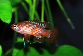 best fish for nano tank