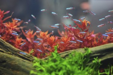 Community Fish
