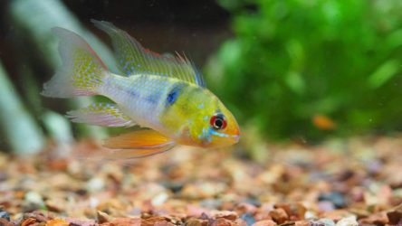 Dwarf Cichlids
