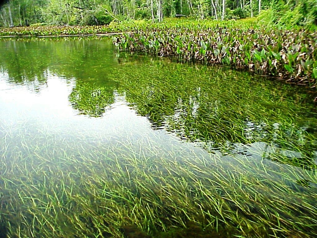 Invasive Aquatic Plants for Sale To Buy or Not? The Aquarium Guide