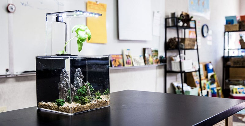 Desktop Aquarium Setup And Maintenance Guide The Aquarium Guide