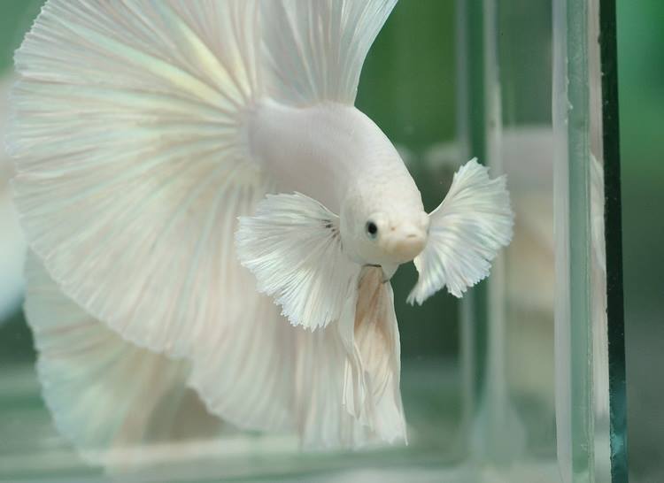albino betta fish for sale