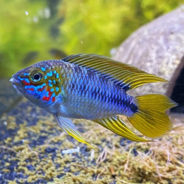 Apistogramma Care And Breeding Guide The Aquarium Guide