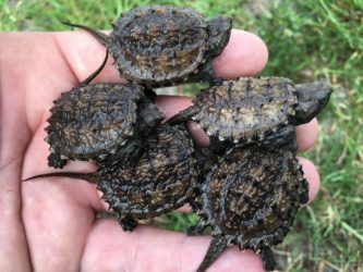 Baby Snapping Turtle